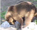 A bear at Skansen